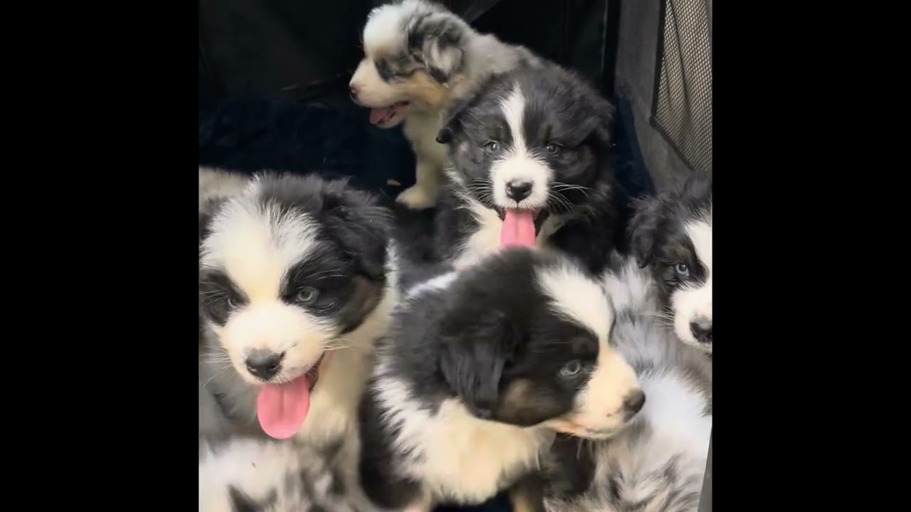 High Desert Aussies Rumi’s puppies