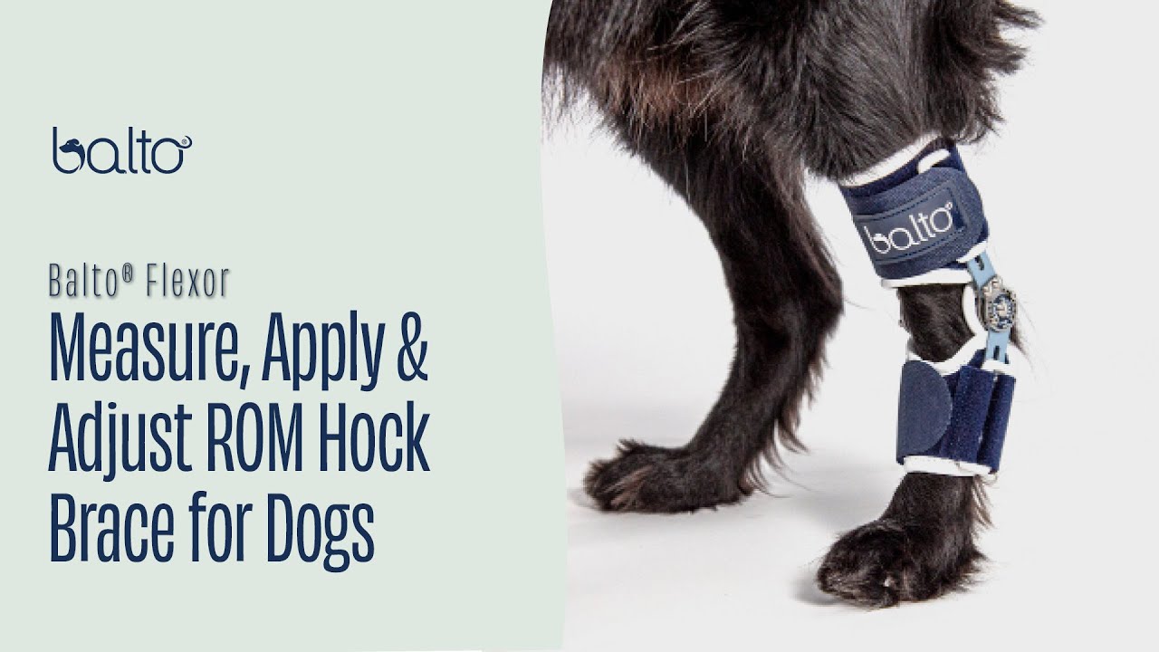 How to Measure, Apply & Adjust the Balto Flexor Hock Brace | Dog Hock & Ankle Support Guide