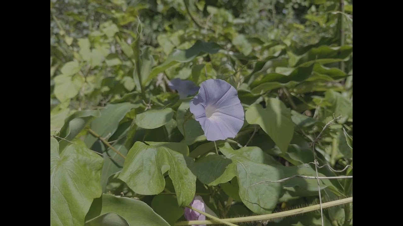 Oahu, Hawaii | February 2026 | Breezy Day