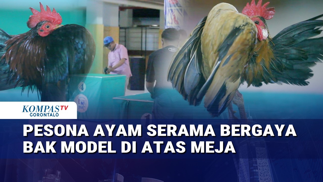 Pesona Ayam Serama Bergaya Bak Model Di Atas Meja