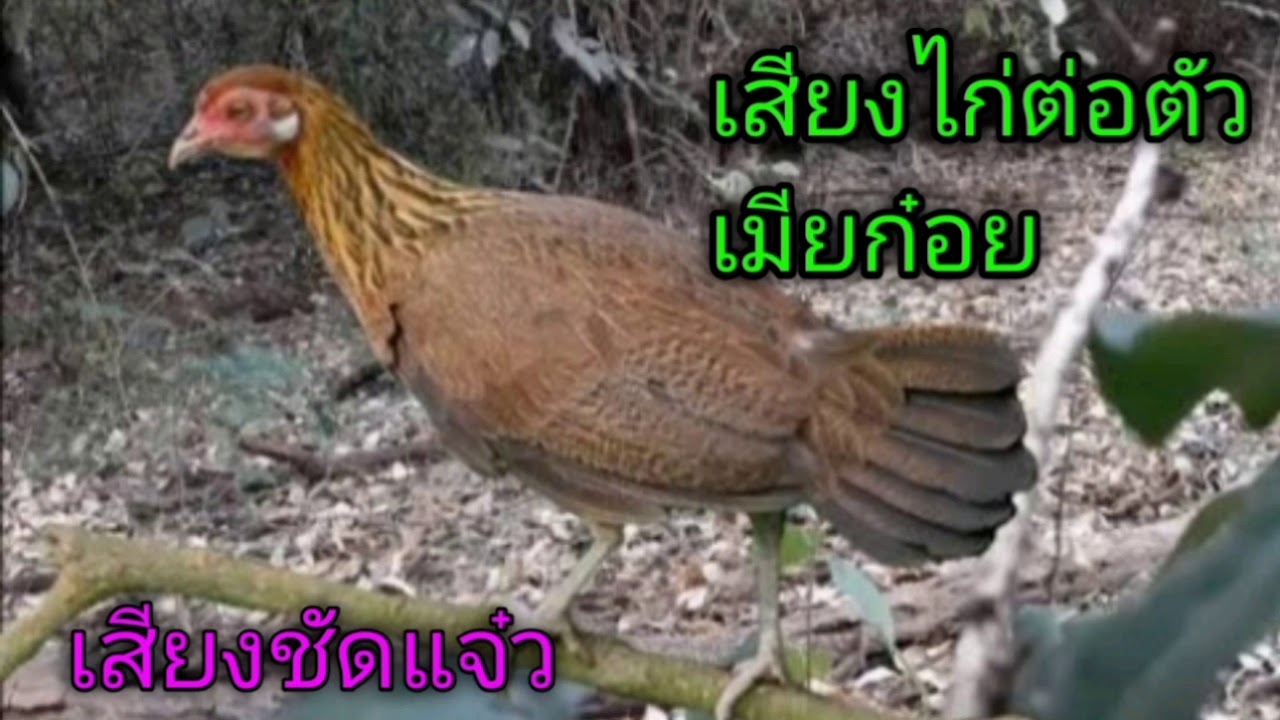 เสียงไก่ต่อตัวเมียเสียงชัดแจ๋ว