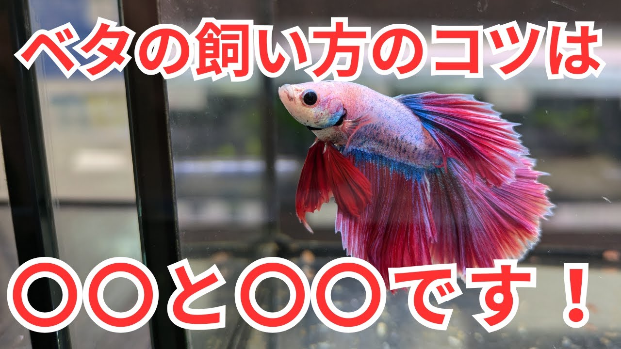 【プロが解説】ベタ飼育のコツをザッと紹介します！