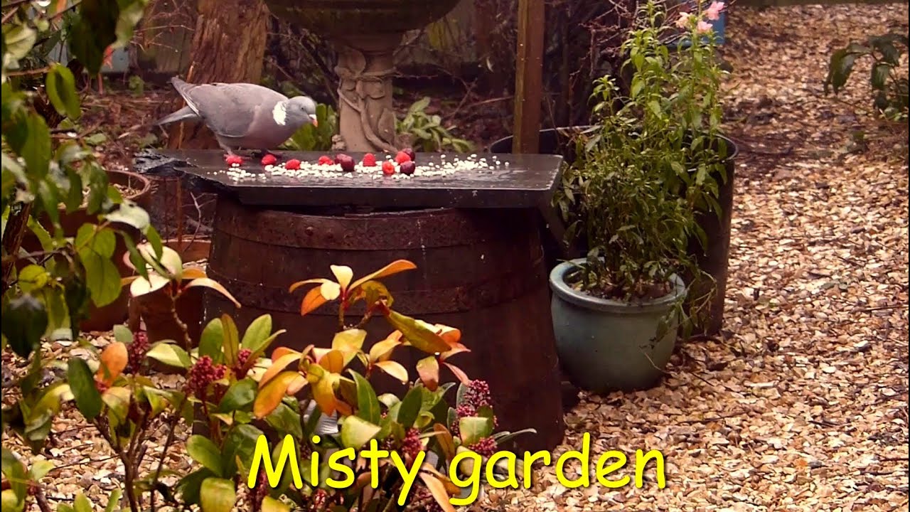 British Garden Birds in Winter - Watch Them Gather at the Feeders