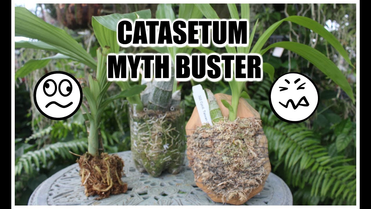 CATASETUMS - I BROKE THE RULES & MYTH