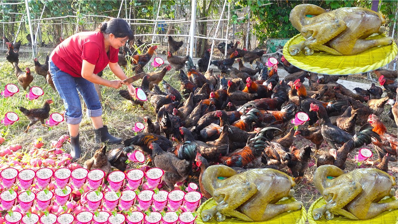 Độc Đáo Ăn Gà Thanh Long Thảo Dược, Thịt Gà Ngon Số 1 Học Hỏi Mô Hình Chăn Nuôi Triệu Đô ở Lâm Đồng