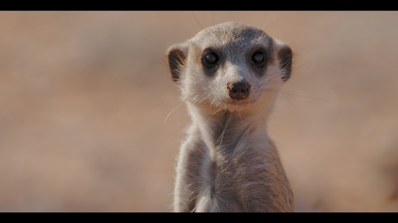 Seku - Hakuna Matata (Afro House)