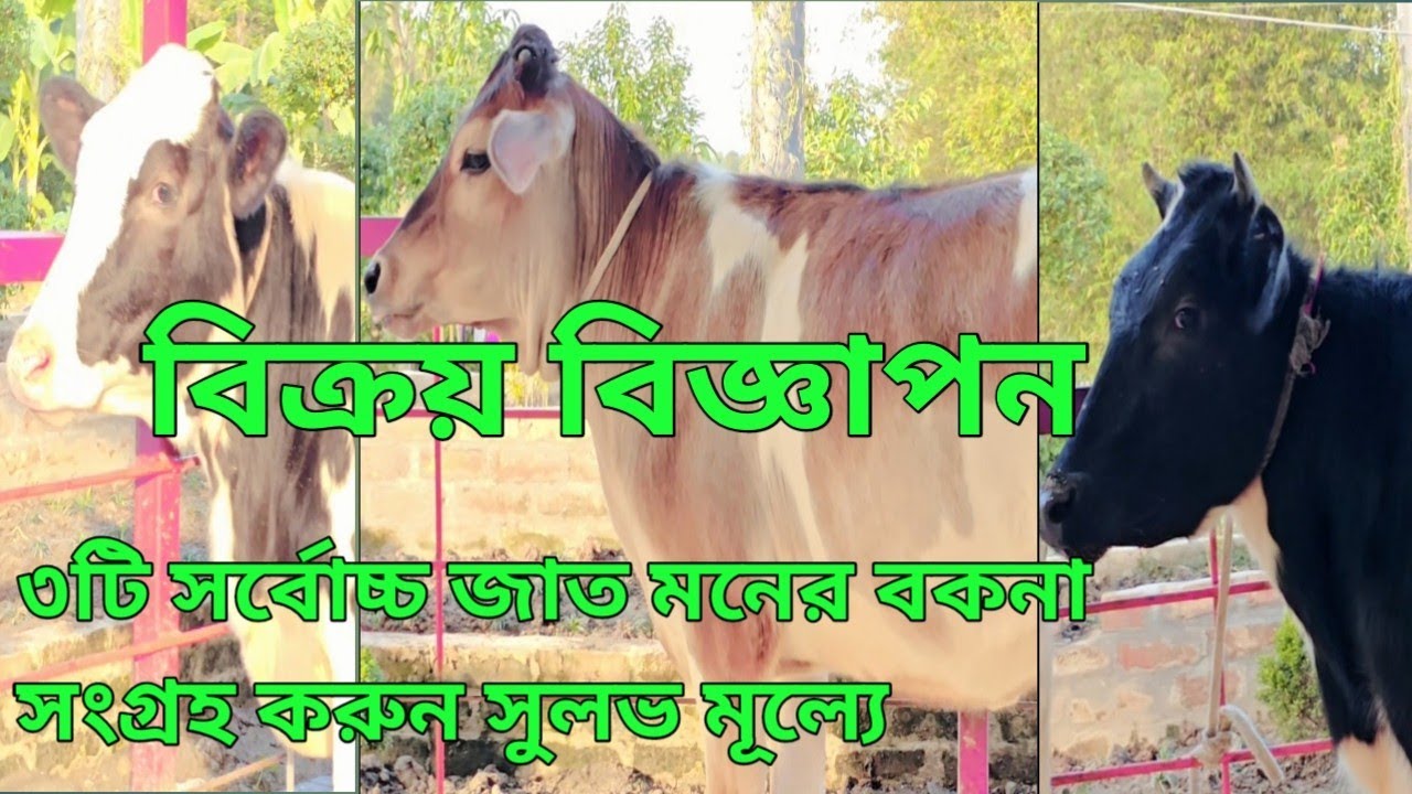 প্রবাসী ভাইদের সফলতার পিছনে জান্নাত ডেইরি ফার্ম এর সর্বোচ্চ গাভী। কুমিল্লা থেকে সংগ্রহ করলেন।