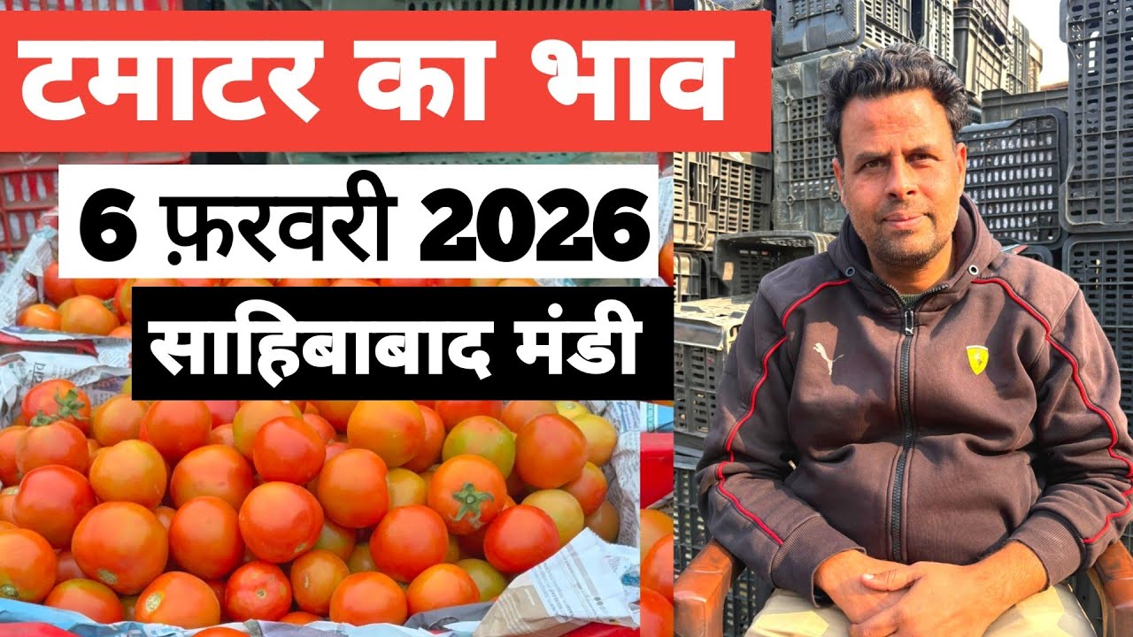 6 फ़रवरी 2026 🍅टमाटर का भाव साहिबाबाद मंडी |today tomato rates #tamatar #mandirates #delhimandi 