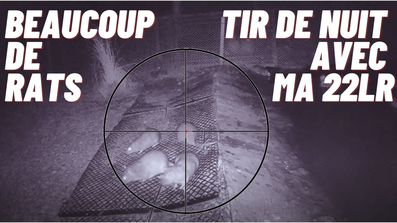 Beaucoup de rats | Tir de nuit avec ma 22LR