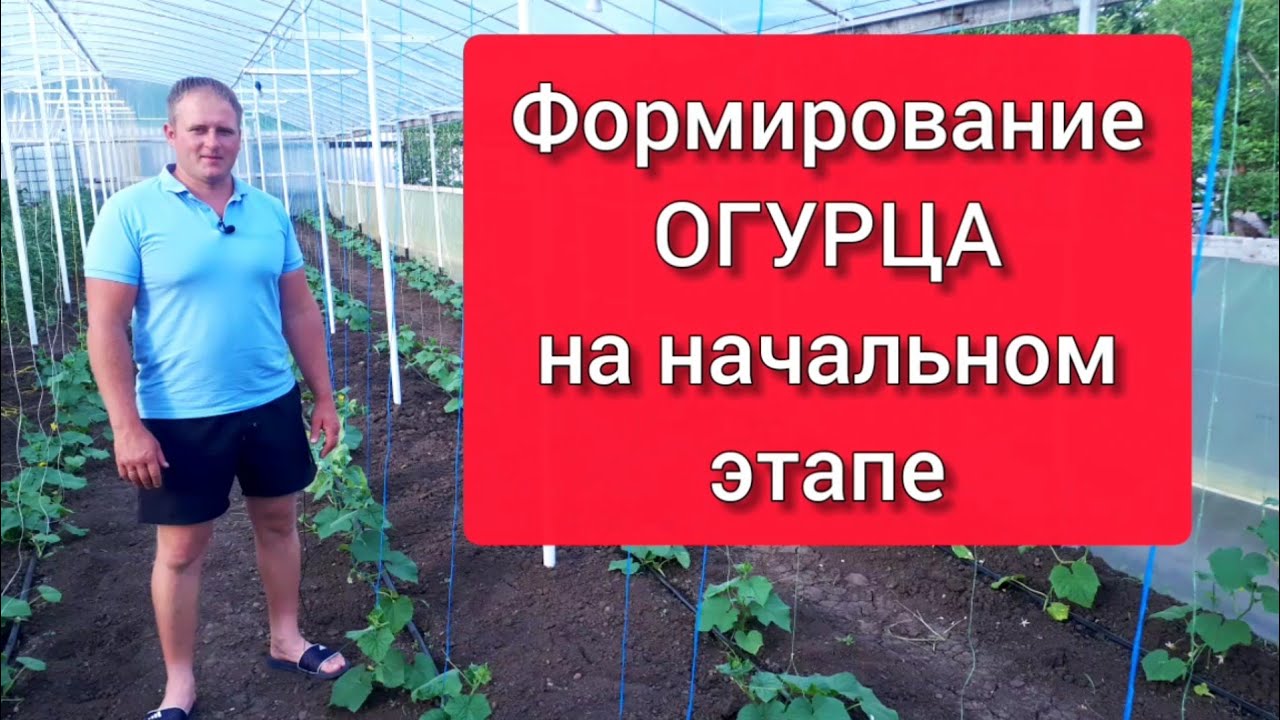 Формирование огурца на начальном этапе развития