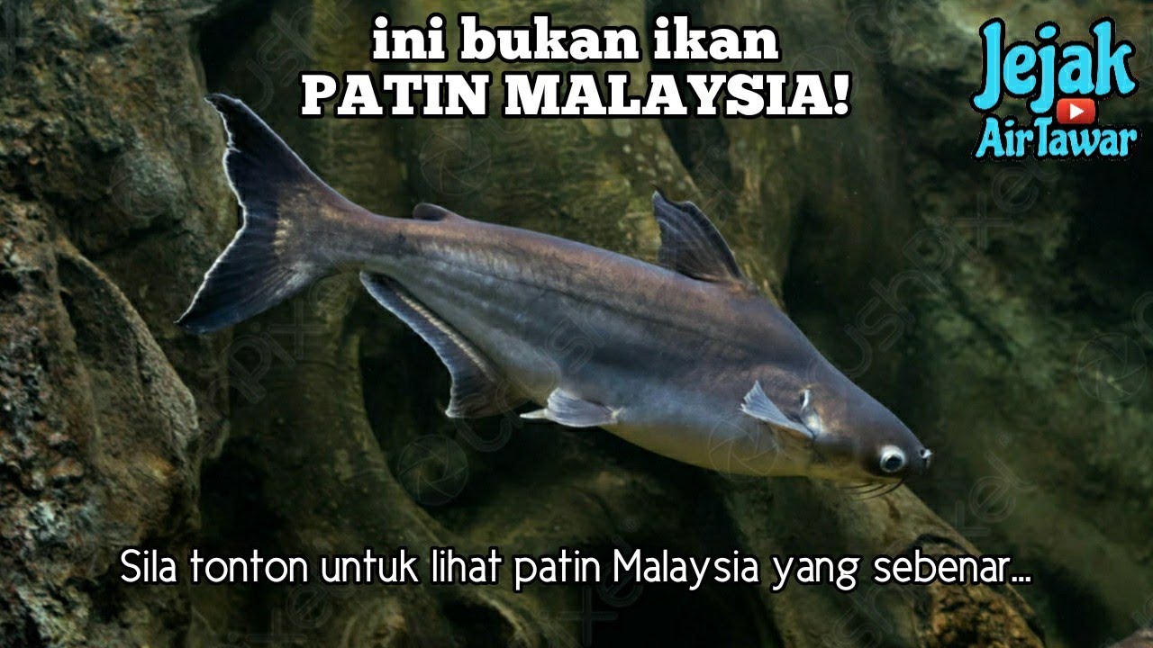 Spesies ikan patin Malaysia yang sebenar