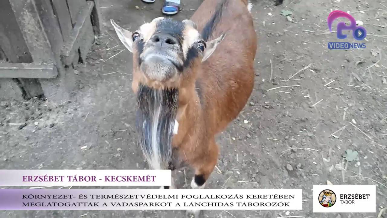 Erzsébet Tábor 2016 - kecskeméti vadasparkban a Lánchíd suli táborozói