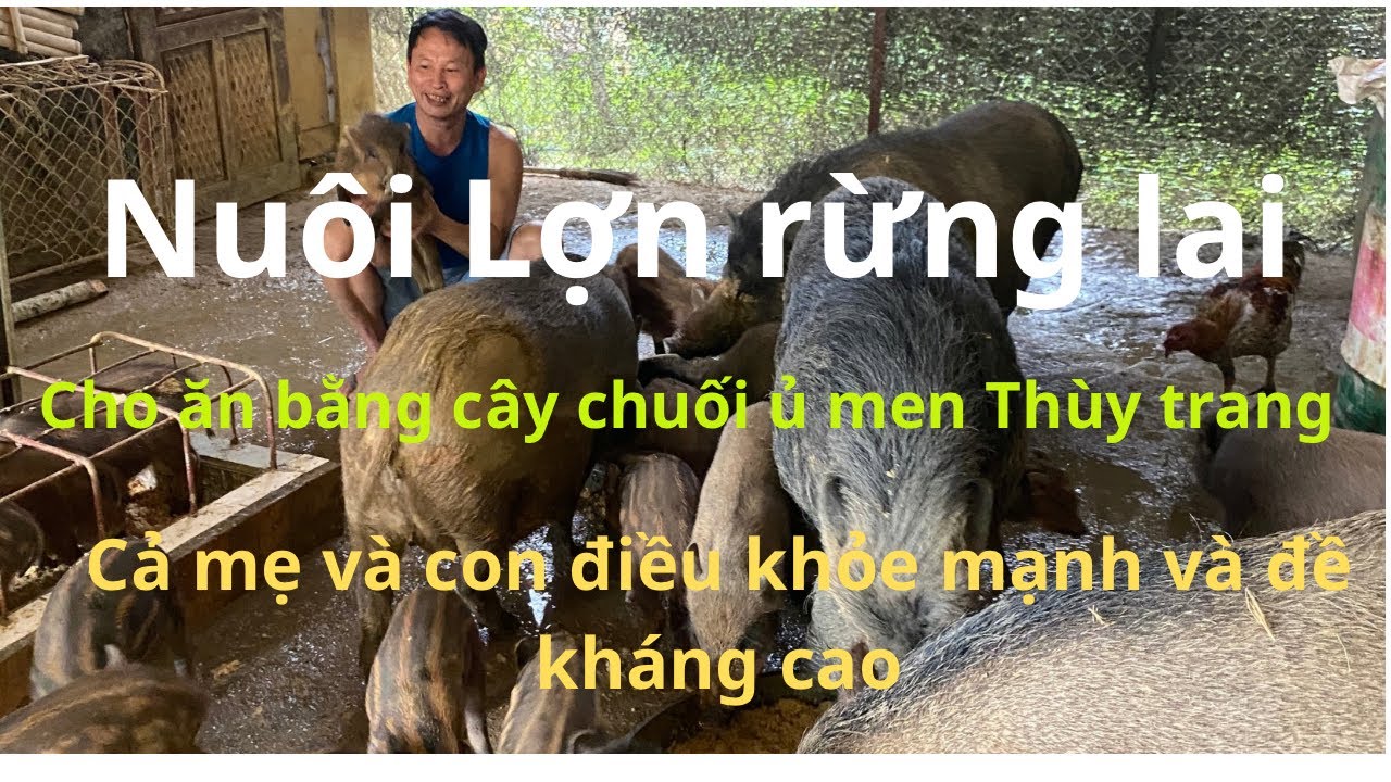 Trang trại nuôi lợn lai rừng toàn cho ăn chuối ủ men thùy trang con nào con đó khỏe mạnh
