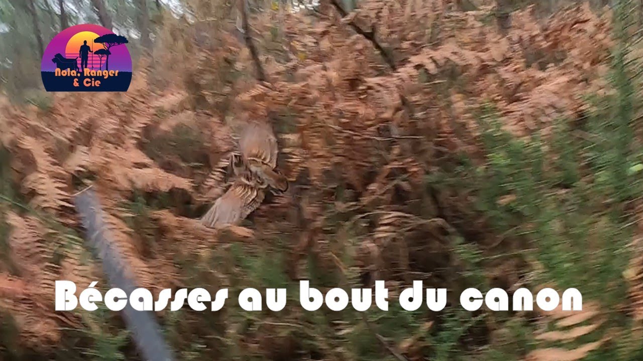 Bécasses au bout du canon