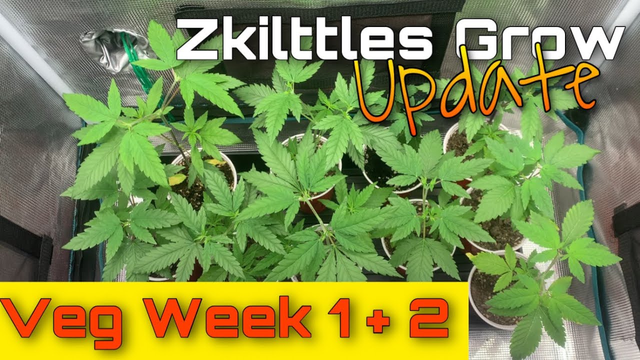 Zkittles Grow Update Week 1 + 2 Veg #Spiderfarmer