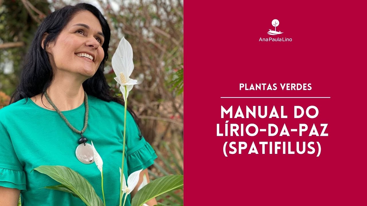 PLANTAS VERDES: Como cuidar e fazer o Lírio-da-paz dar flor