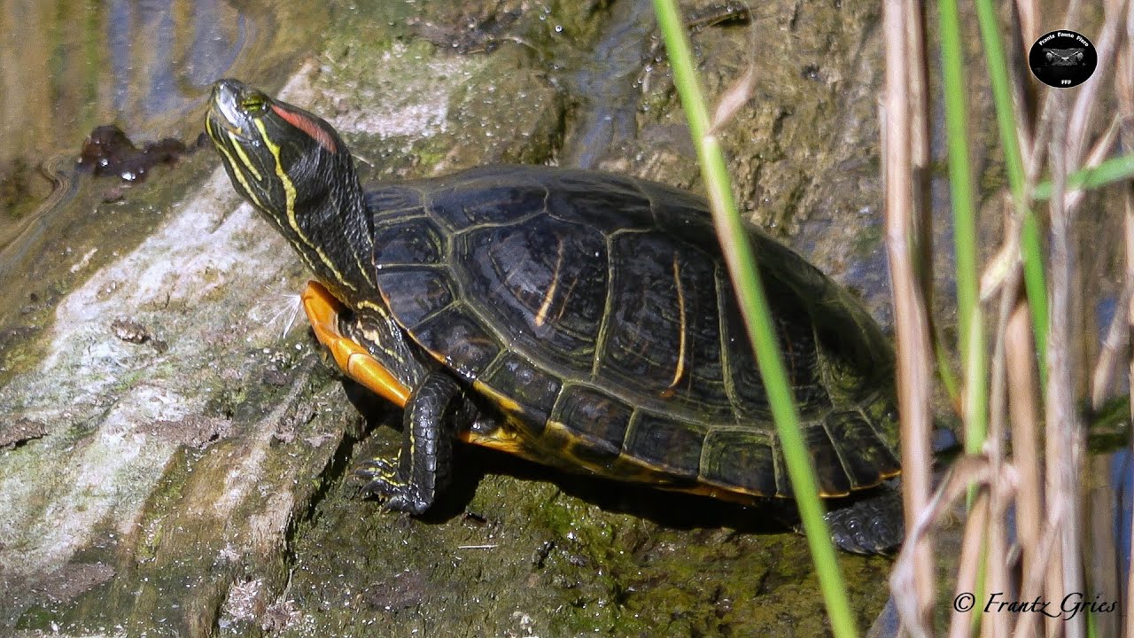 Tortue de Floride -Un régime alimentaire surprenant !
