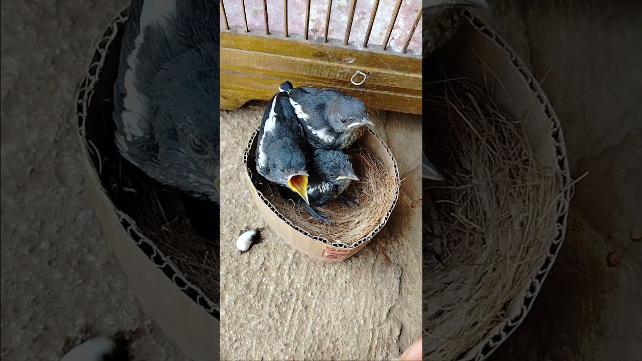 Kacer anakan jantan meloloh anakan burung kacer