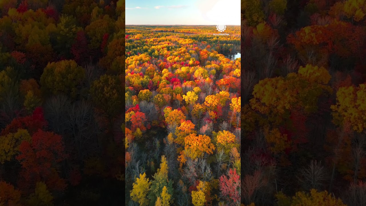 Autumn Leaves in Northern Michigan 🍂🍁 | AccuWeather
