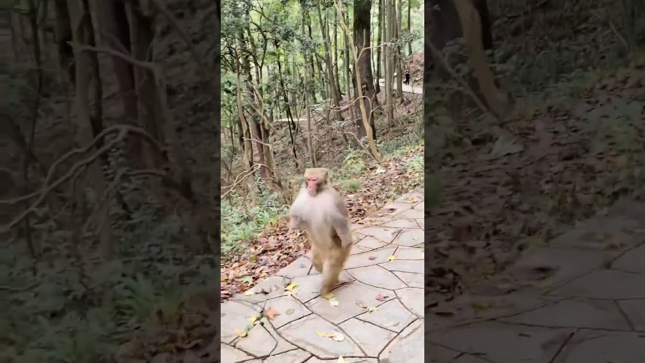 Monkey running 