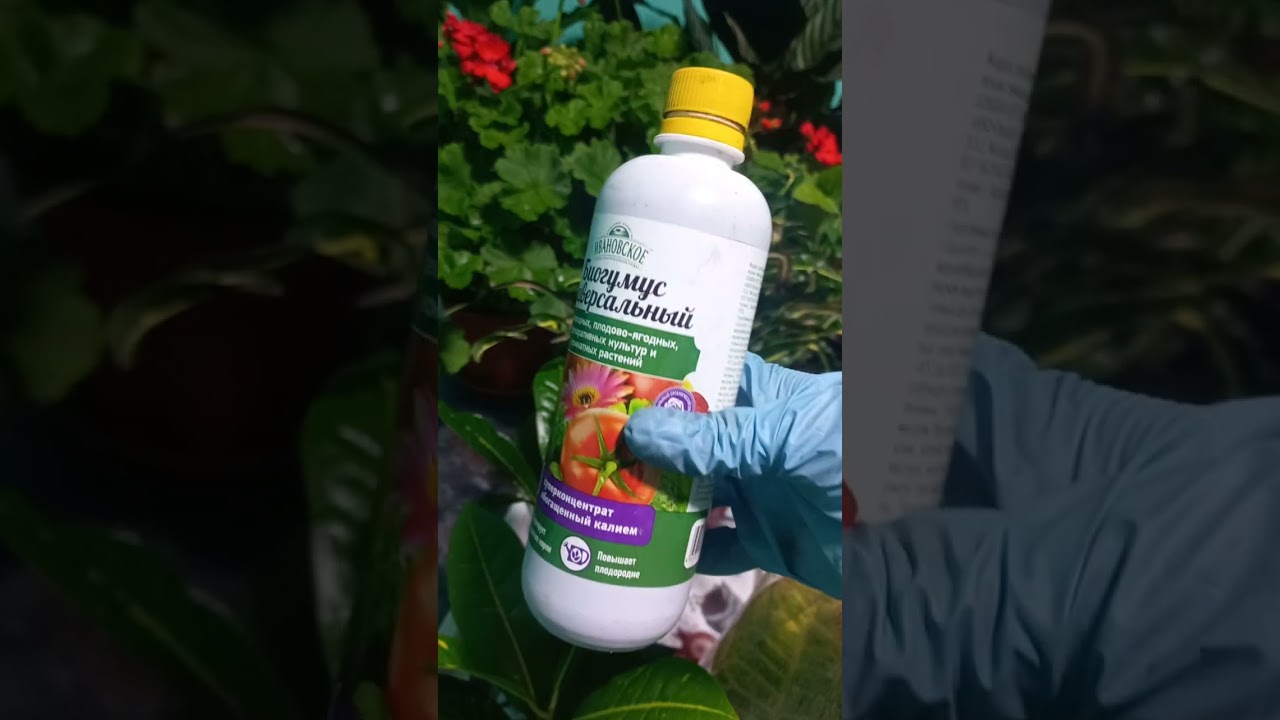 24 сентября 2024 г.N°- 49. КРАТОН(Кодеум) ГУЛИ ПАРВАРИШИ.