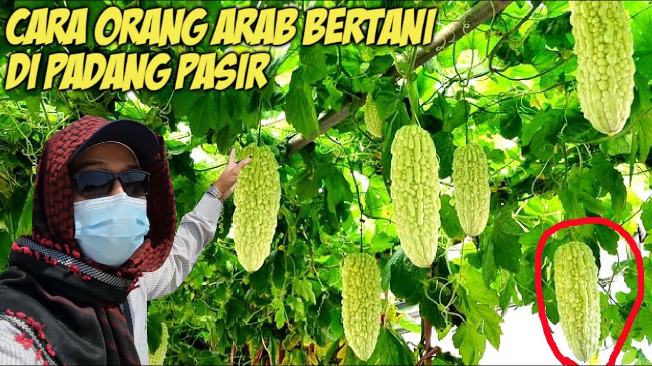 MENAKJUBKAN !! PADANG PASIR DI ROBAH MENJADI PERTANIAN