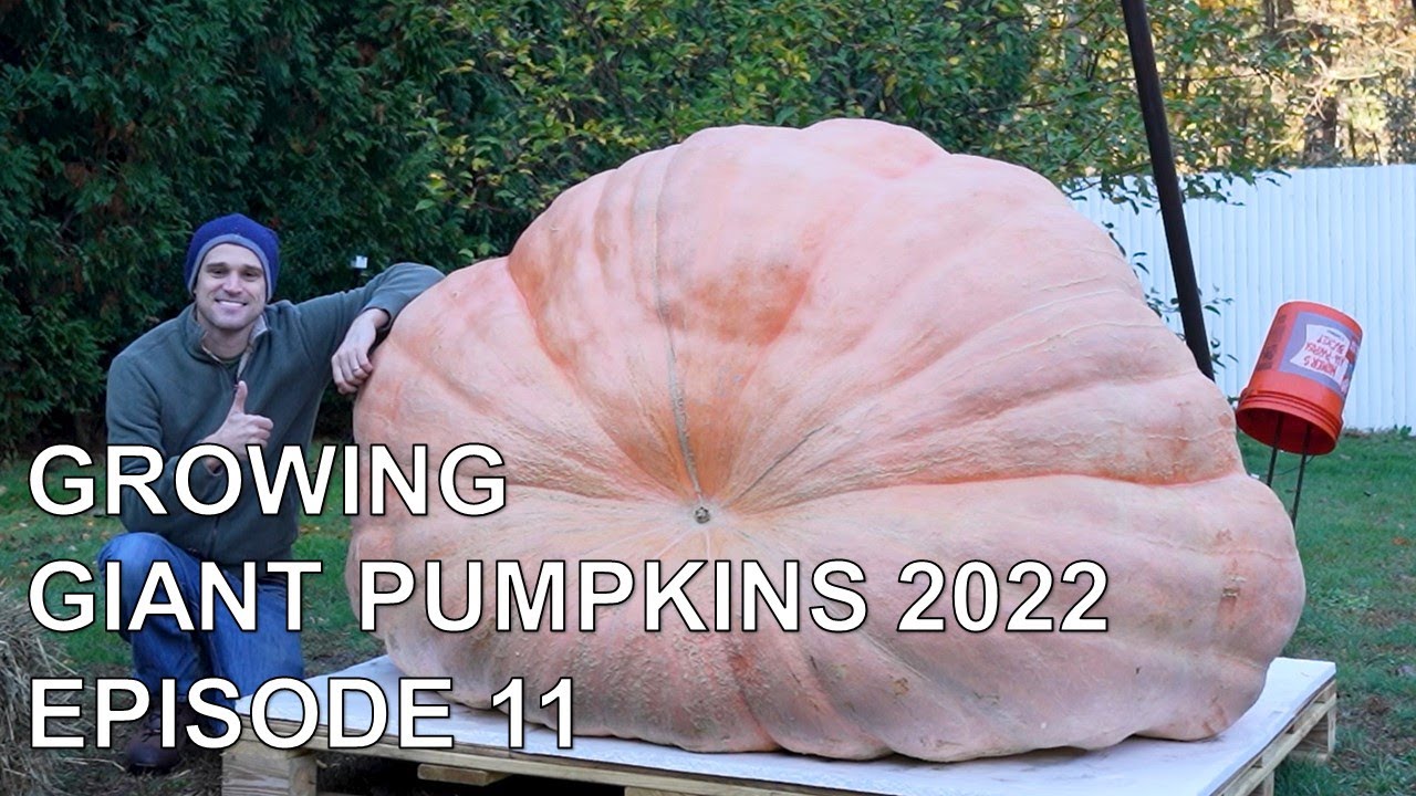 Growing Giant Pumpkins 2022 Episode 11 - Pumpkin Harvest