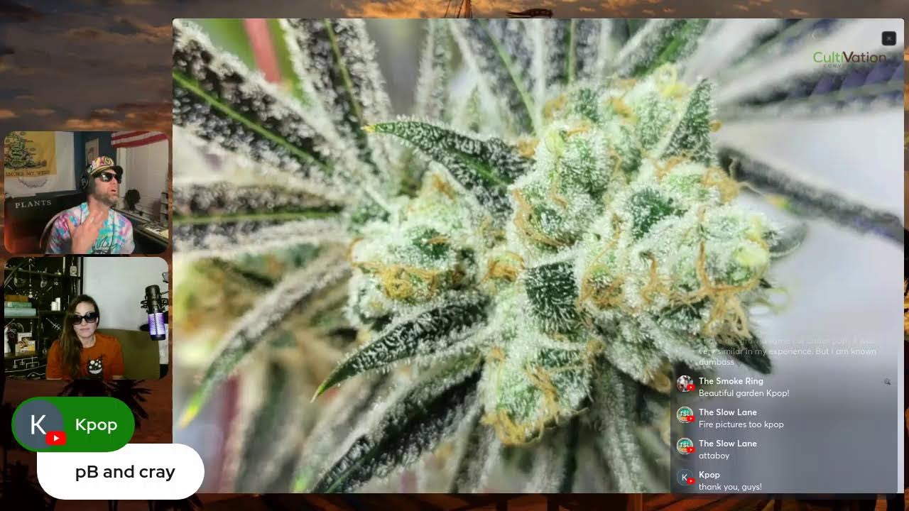 Cultivation Conversation Episode 205 LIVE