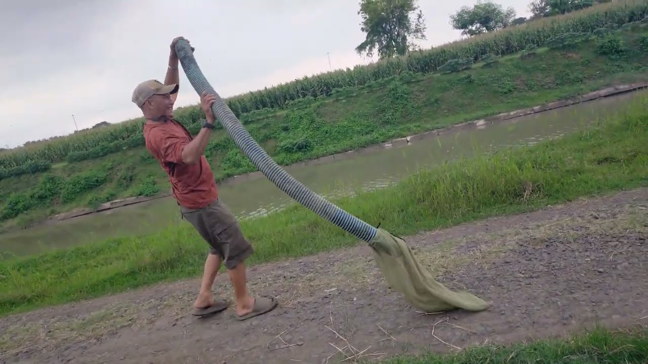 Rescue ular di Sibel sawah desa Duyung, Takeran.