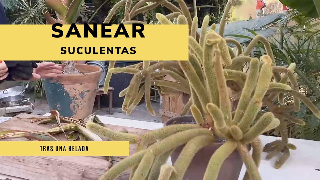Cómo sanear una SUCULENTA tras una helada 👨‍🌾 Reproducción del CLEISTOCACTUS WINTERI 🌵 Jardinatis