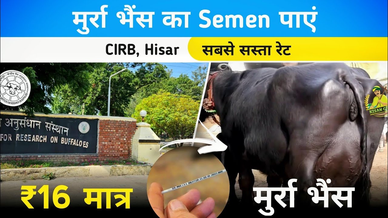 मुर्रा भैंस का Semen मात्र ₹16 में! CIRB, Hisar | KISAN GYAN