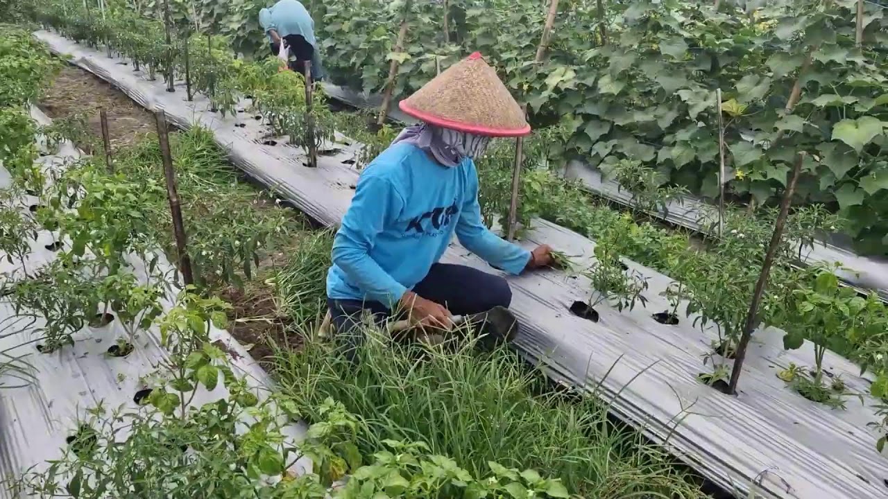 SMART FARMING TIPS: SIMPLE TOOLS FOR EASY GRASS CUTTING! -Agriculture Farming