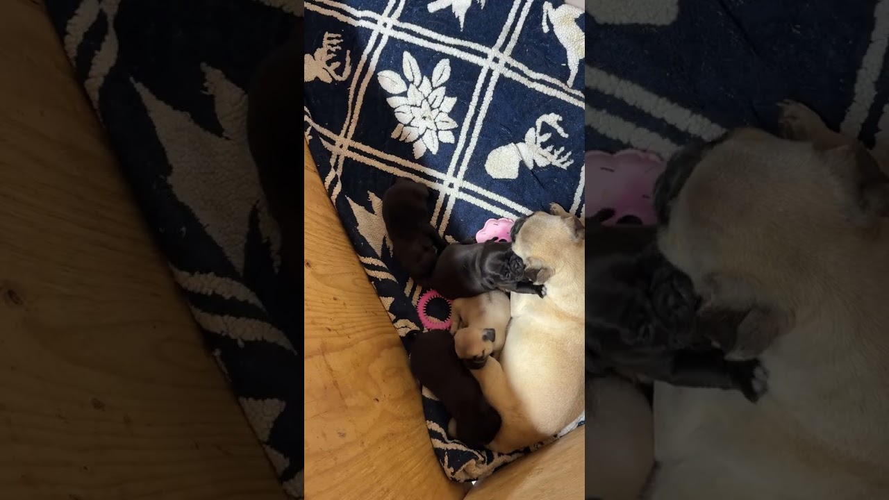 Pugs
