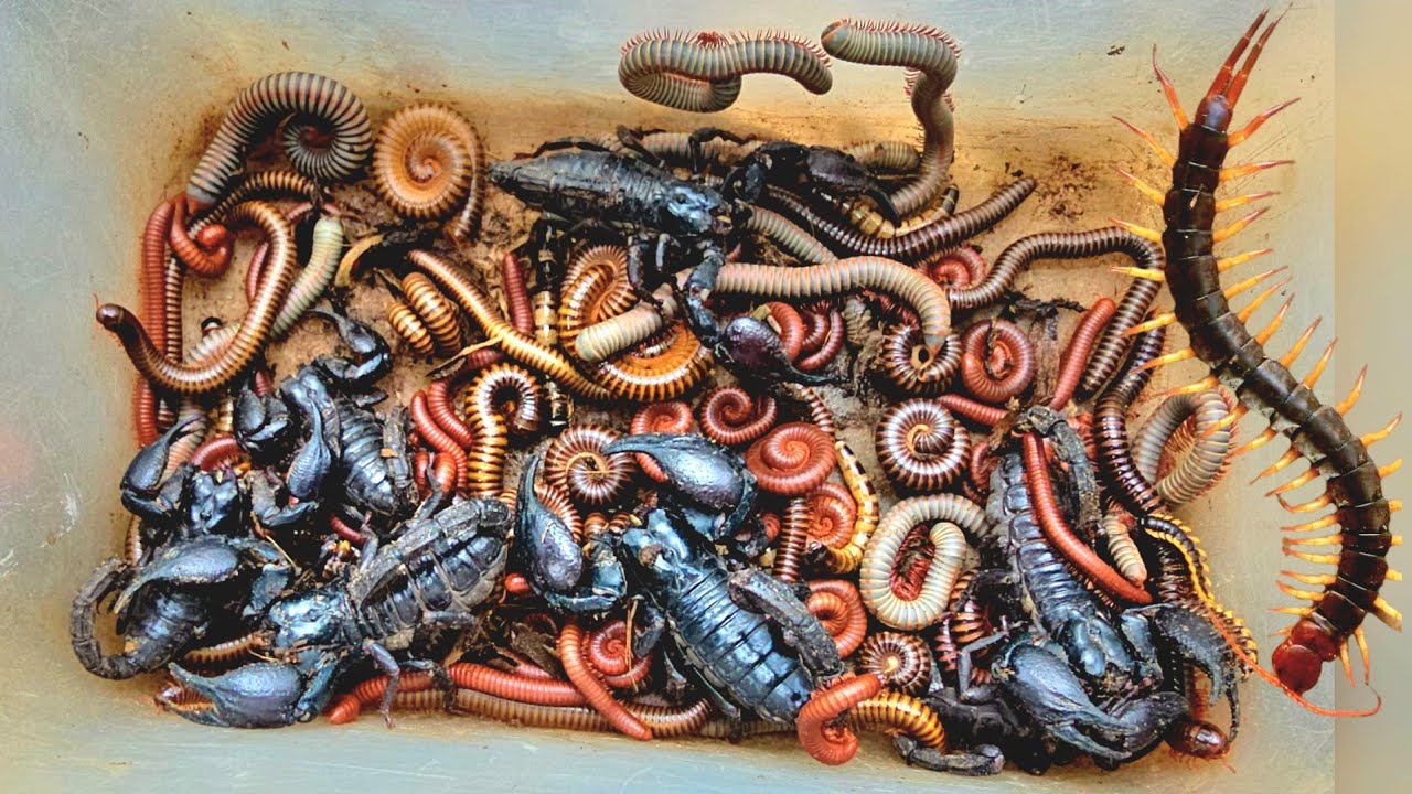 Attractive Catch Venomous Scorpion, Dragon-Centipede, Amazing Millipede Closed-Up Soil Worms