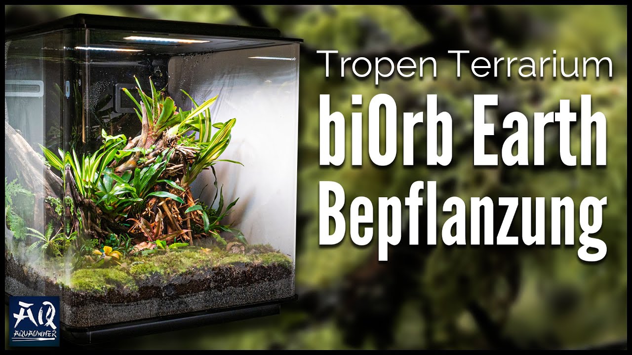 Regenwaldterrarium einrichten & bepflanzen | AquaOwner