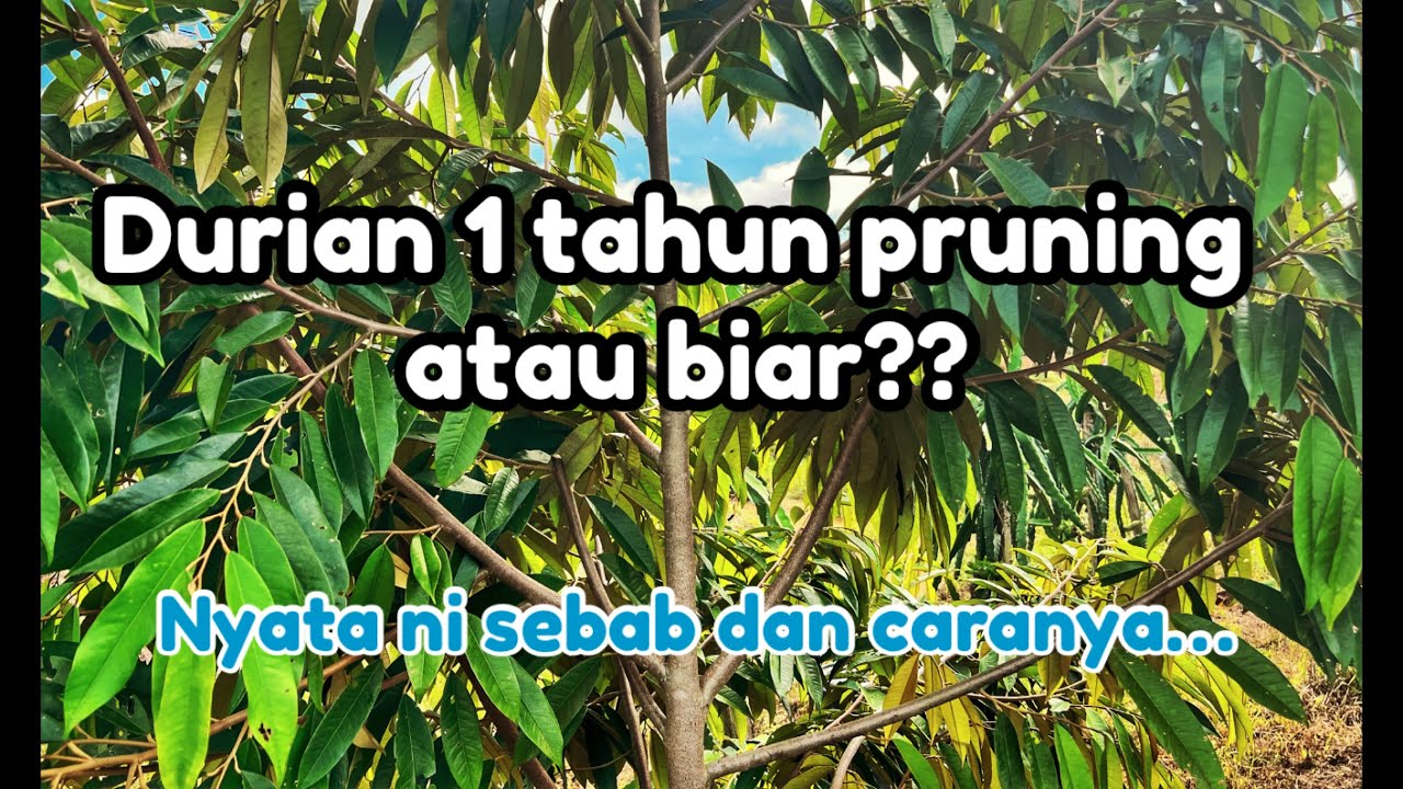 Pruning durian 1 tahun.. cara dan kaedah yang betul.?