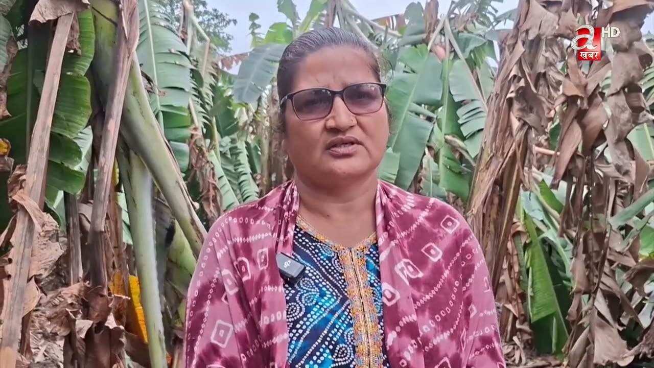 झापामा पानी संगै आएको हावाहुरीले केरा खेती नष्ट