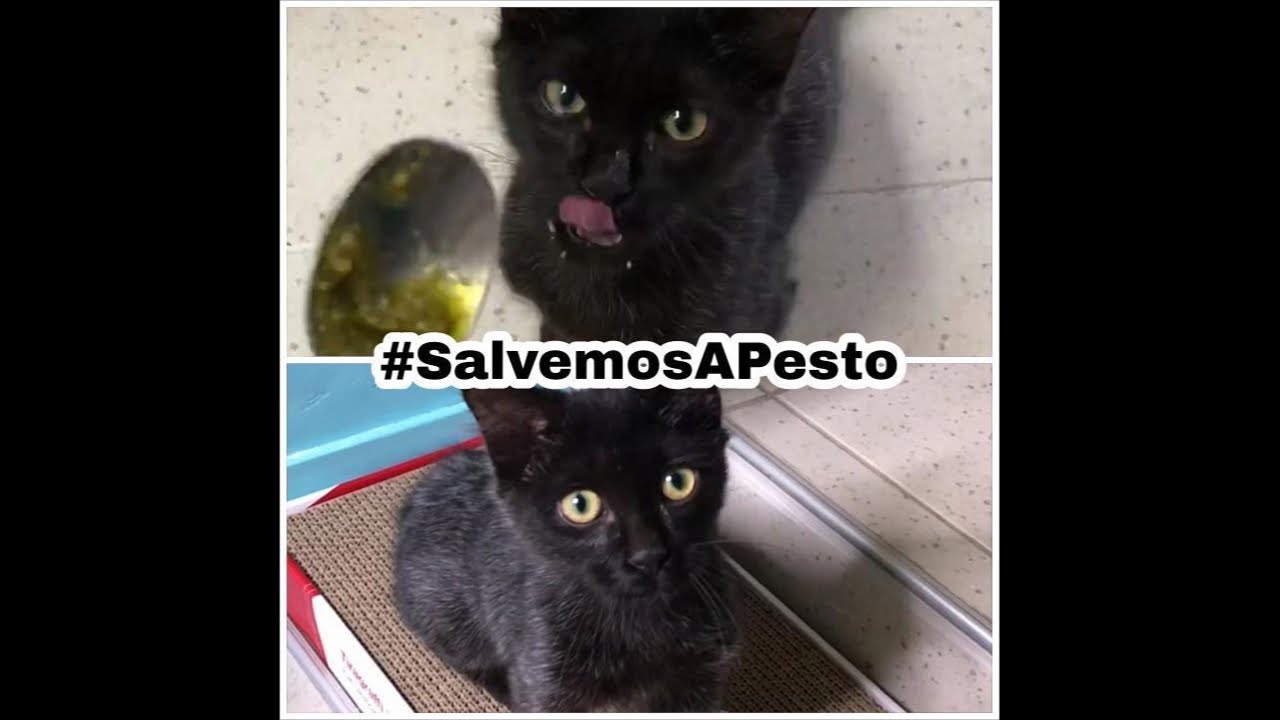 😿 La Breve historia de Pesto (Antes de la Operación de Hernia Diafragmática) ☕ Cubes4u 🛠⚙