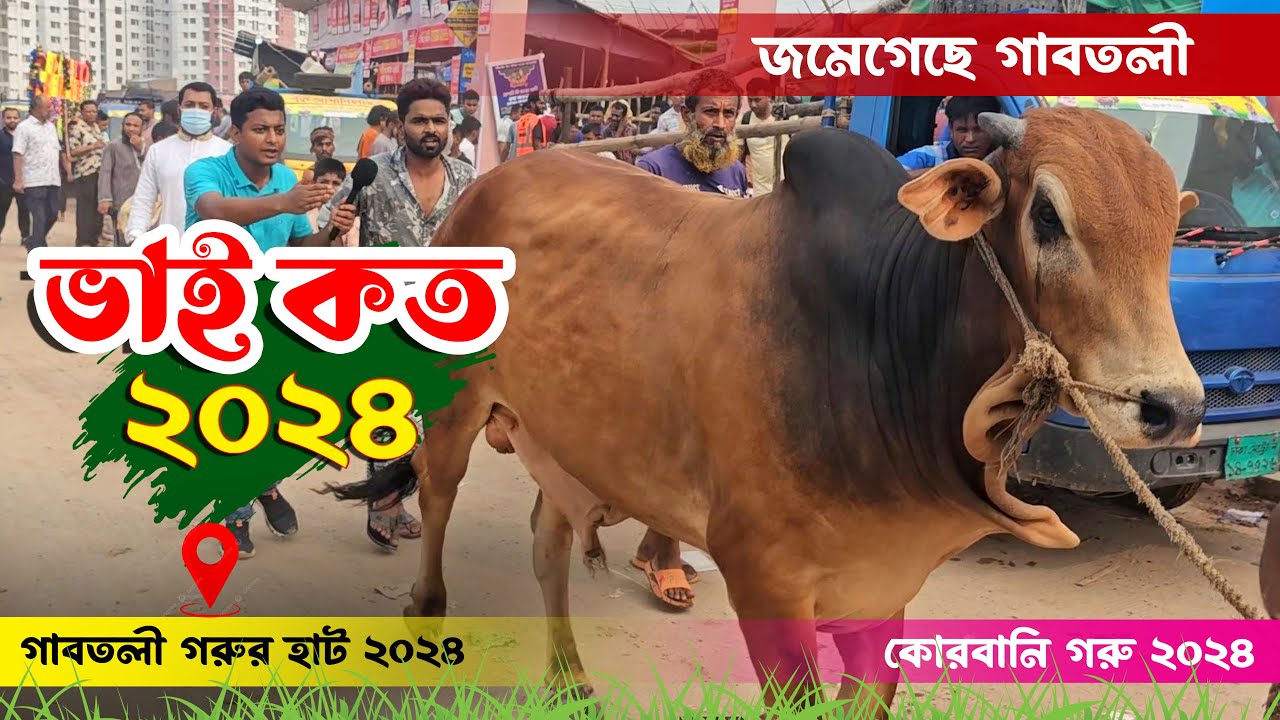 ভাই কত ২০২৪ - ভাই কত নিলো ২০২৪ || গাবতলী হাট থেকে কোরবানির গরু কে কত দিয়ে কিনছে || কৃষি ঘর