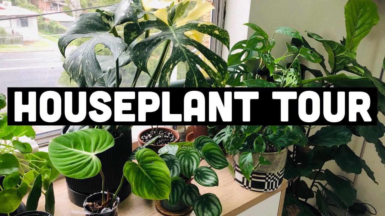 HOUSEPLANT TOUR MAY 2020 | MY 100+ PLANT COLLECTION