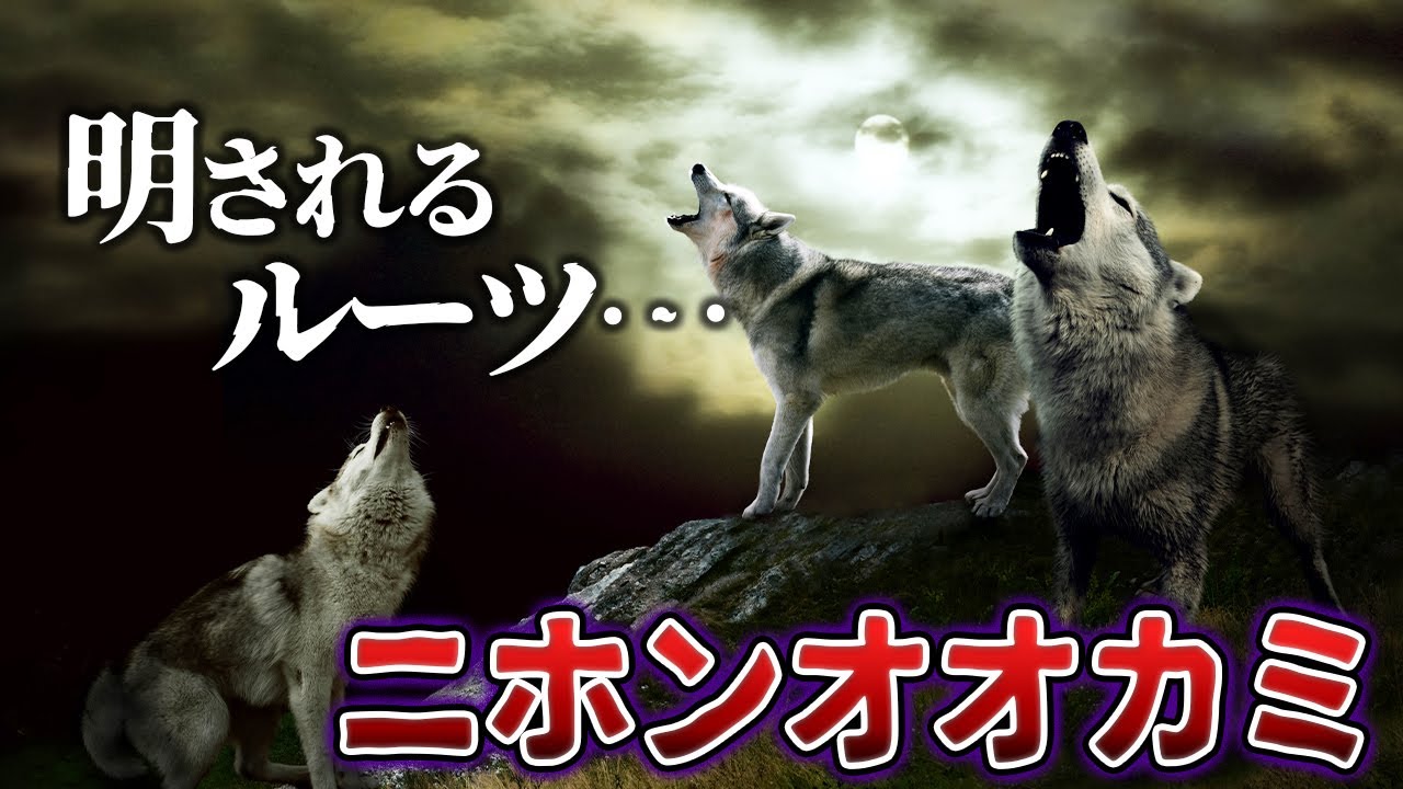 【ゆっくり解説】ついに判明！ニホンオオカミと更新世オオカミのルーツとは？！