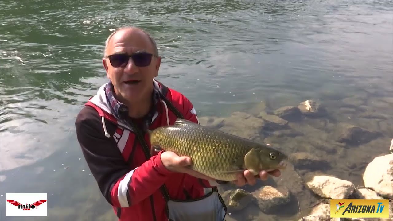 MONDO PESCA - ERBATICO - FIUME ADDA - BARBI PIGHI E CAVEDANI -  PESCA SPORTIVA - #pescainfiume