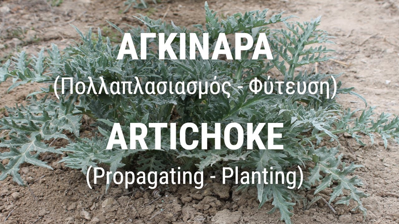 ΑΓΚΙΝΑΡΑ (Πολλαπλασιασμός - Φύτευση)