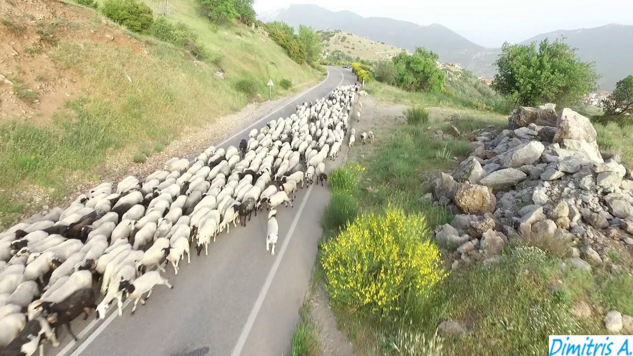 Μετακίνηση κοπαδιών στον Παρνασσό...4Κ