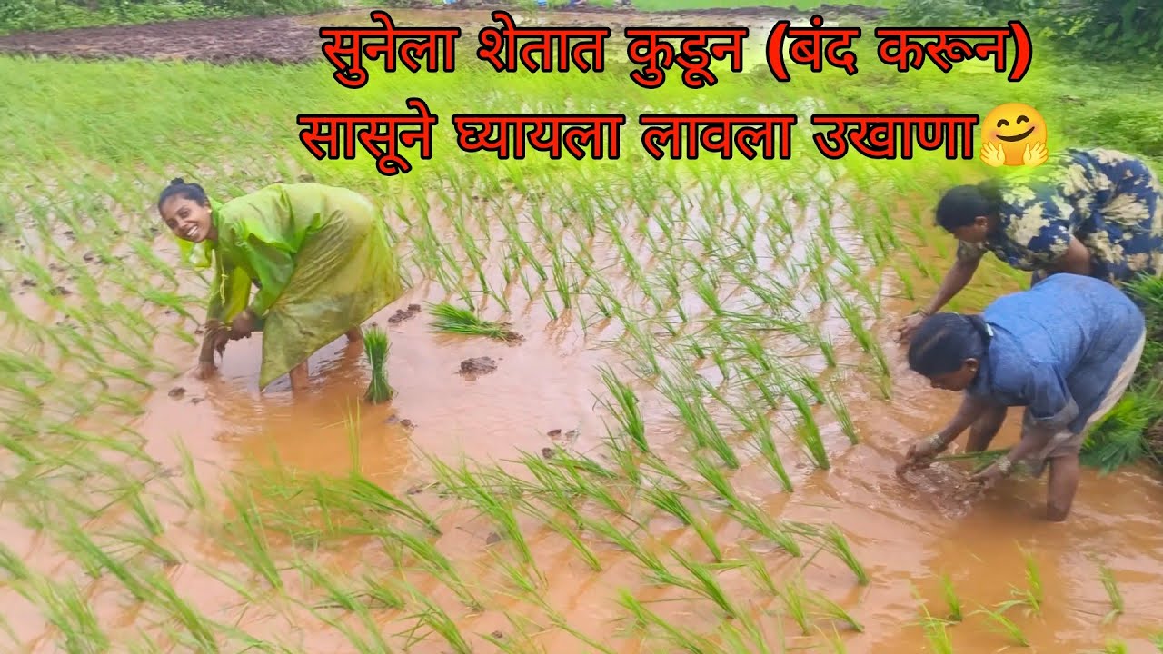 आईने बायकोला शेतात बंद केल्यावर बायकोचा उखाणा | शेतातील मस्ती | SAKURDE | #gav_majh_kokan #mansoon