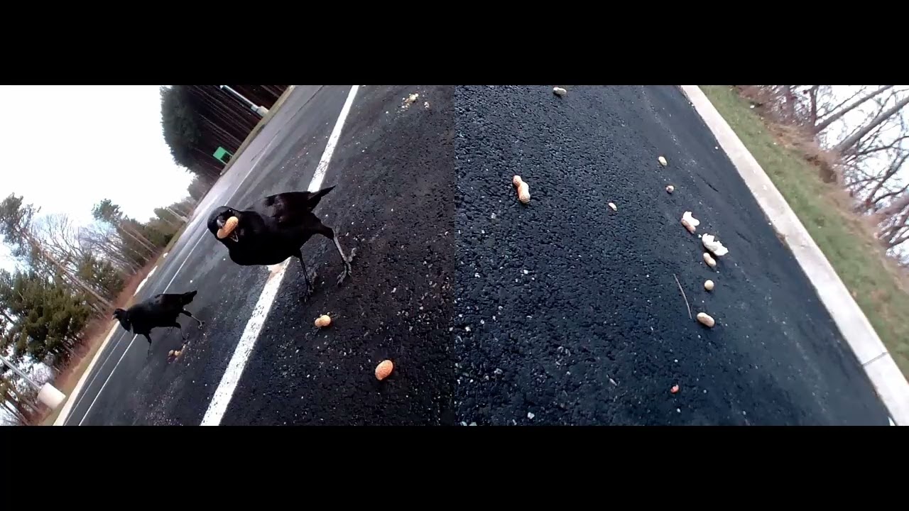 flip cup! #crowfriends #wildlife #americancrow #crowsounds #crows #cuteanimals #birds #birdsofprey 