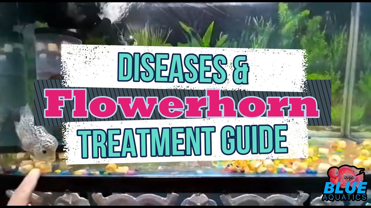 Flowerhorn Fish Diseases and how to cure them - a complete guide