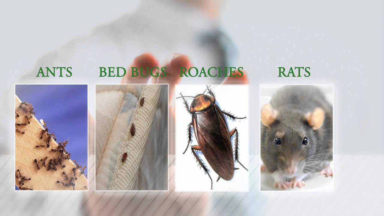 The BEST Pest Control in San Mateo CA | 650-365-1900 | Bed Bugs San Mateo CA | San Mateo Pest