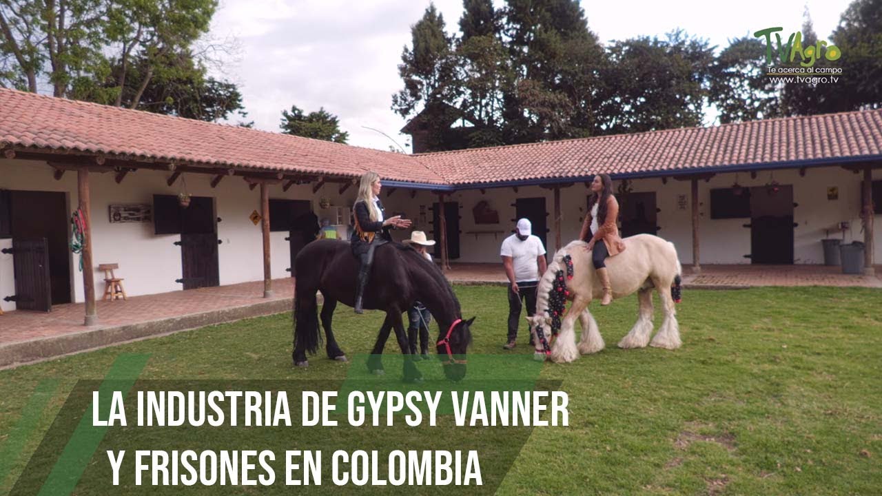 La industria de Gypsy Vanner y Frisones en Colombia - TvAgro por Juan Gonzalo Angel Restrepo