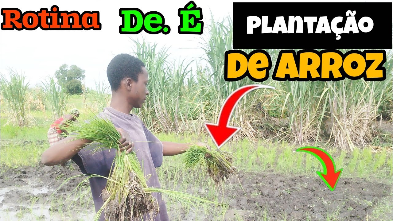 ROTINA NA ROÇA HOJE _PLANTAcão de arroz 🌾